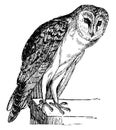 Owl, Vintage Engraving