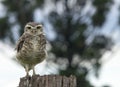 Owl watching