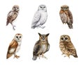 Owl watercolor illustration set. Various types of owls collection. Hand drawn barn owl, snowy, burrowing, pigmy owlet