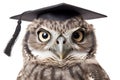 Owl Wearing Graduation Cap, Face Shot, Isolated on Transparent Background. AI