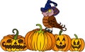 Owl wearing witch hat with Halloween pumpkins Royalty Free Stock Photo