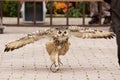 The owl which runs up Royalty Free Stock Photo
