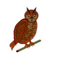 An owl on a white background Royalty Free Stock Photo