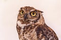 Owl in the white background. Royalty Free Stock Photo