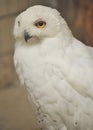 Owl white polar Royalty Free Stock Photo