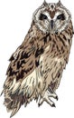 Owl Royalty Free Stock Photo