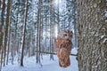Owl, wide angle lens. Winter forest with Tawny Owl snow during winter, snowy forest in background, nature habitat. Wildlife scene