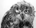 Owl Winking Royalty Free Stock Photo