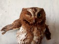 The Owl Winking Royalty Free Stock Photo