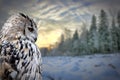 Owl on winter forest background Royalty Free Stock Photo