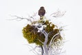 Owl, winter Patagonia. Austral pygmy owl, Glaucidium nana, sitting on the tree branch with clear winter snowy background. Wild