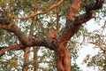 Owl (Strigiformes) with brown patterns perched on the tree illuminated by sun rays