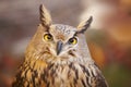 Owl with yellow eyes and warm background in Spain Royalty Free Stock Photo