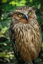 Owl with yellow staring eyes close up Royalty Free Stock Photo