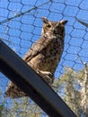 An owl in a zoo enclosure looking down at the camera Royalty Free Stock Photo