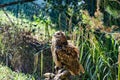 Owl in a zoo enclosure Royalty Free Stock Photo