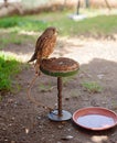 Owl in Zoo Royalty Free Stock Photo