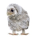 Owlet- Athene noctua (4 weeks old)