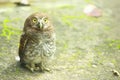 Owlet - Cute Baby owl