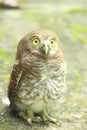 Owlet - Cute Baby owl