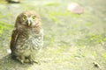 Owlet - Cute Baby owl