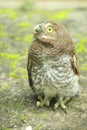 Owlet - Cute Baby owl