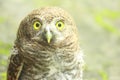 Owlet - Cute Baby owl