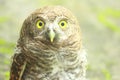 Owlet - Cute Baby owl