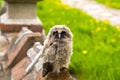 Owlet on the fence