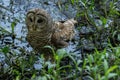 Owlet learning to hunt in shallow creek