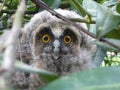 Owlet looking through branches Royalty Free Stock Photo