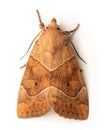 Owlet moth Royalty Free Stock Photo