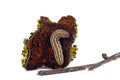 Owlet moth caterpillar Noctua Pronuba on bark with lichen isolated on a white