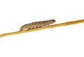 Owlet moth caterpillar Noctua Pronuba crawl on wooden stick isolated on a white