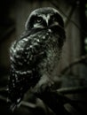 Owlet sits on a stump in the north forest Royalty Free Stock Photo