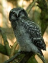 Owlet sits on a stump in the north forest Royalty Free Stock Photo