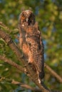 Owlet in the sunset light Royalty Free Stock Photo