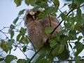 Owlet on wet birch after the rain tree Royalty Free Stock Photo