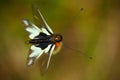 Owlflies, Libelloides lacteus, beautiful insect in the nature habitat, Gargano, Italy