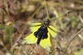 Owlfly, wings spread, resting on a small plant.