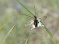 Owlfly. Libelloides coccajus. Note clubbed antennae.