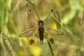 Owlfly overview set on a twig with open wings - Libelloides ictericus Royalty Free Stock Photo