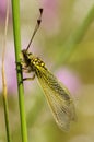 Owlfly profile view set on a twig - Libelloides ictericus Royalty Free Stock Photo