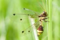 Owlfly resting on grass Royalty Free Stock Photo