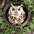 Owling Adventure: A Sassy Screech-owl in a Drainpipe Royalty Free Stock Photo