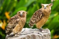 Owls Royalty Free Stock Photo
