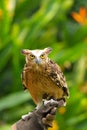 Owls Royalty Free Stock Photo