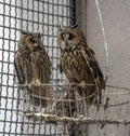 Owls in a cage at the zoo