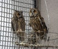 Owls in a cage at the zoo