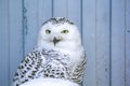 Owls in a cage at the zoo. Owl outdoors. A cute owl sits on a branch.